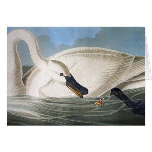 Audubon Swan Card