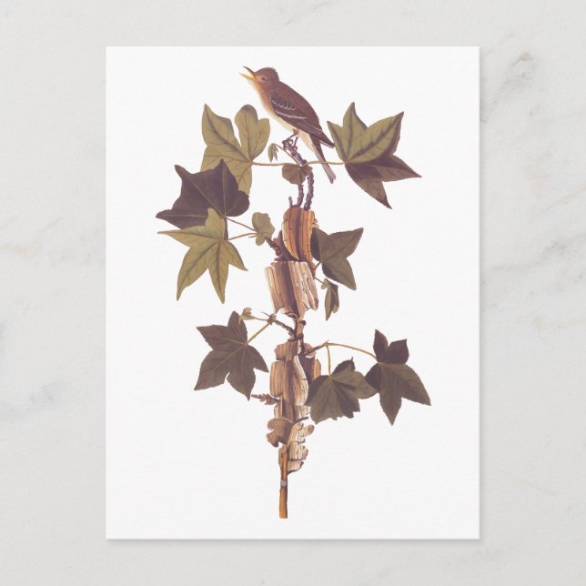 Audubon Traill's Flycatcher Songbird Postcard (Front)