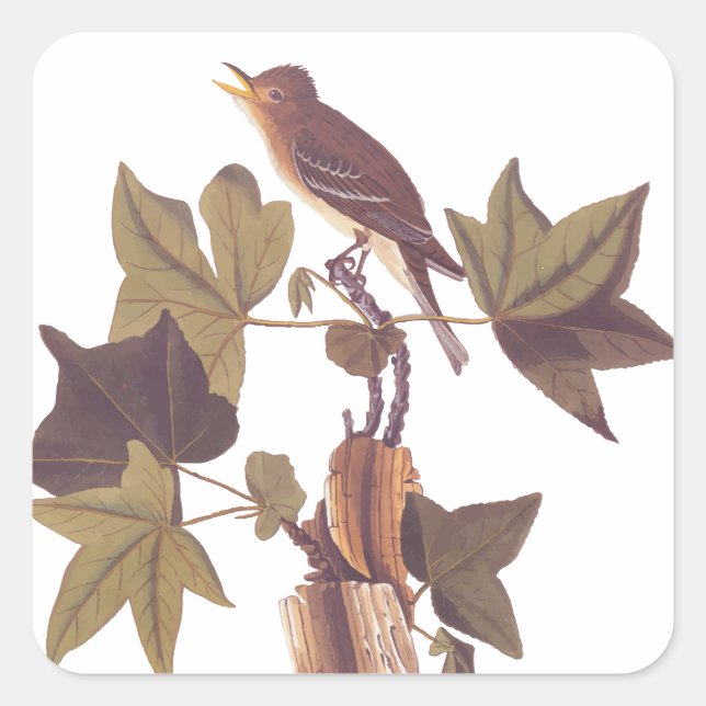 Audubon Traill's Flycatcher Songbird Square Sticker (Front)