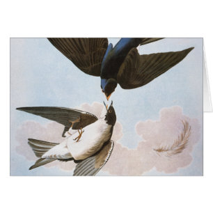 Audubon: Tree Swallow