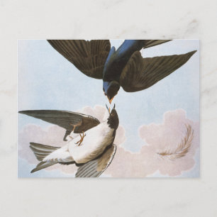 Audubon: Tree Swallow Postcard