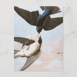 Audubon: Tree Swallow Postcard