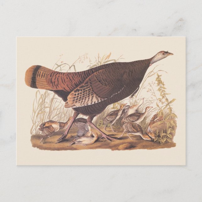 Audubon Turkey Hen and Chicks in Autumn Postcard (Front)