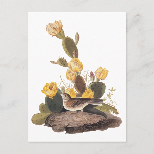 Audubon Vesper Sparrow and Prickly Pear Cactus Postcard (Front)