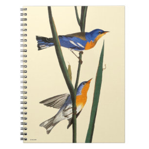 Audubon: Warbler Notebook
