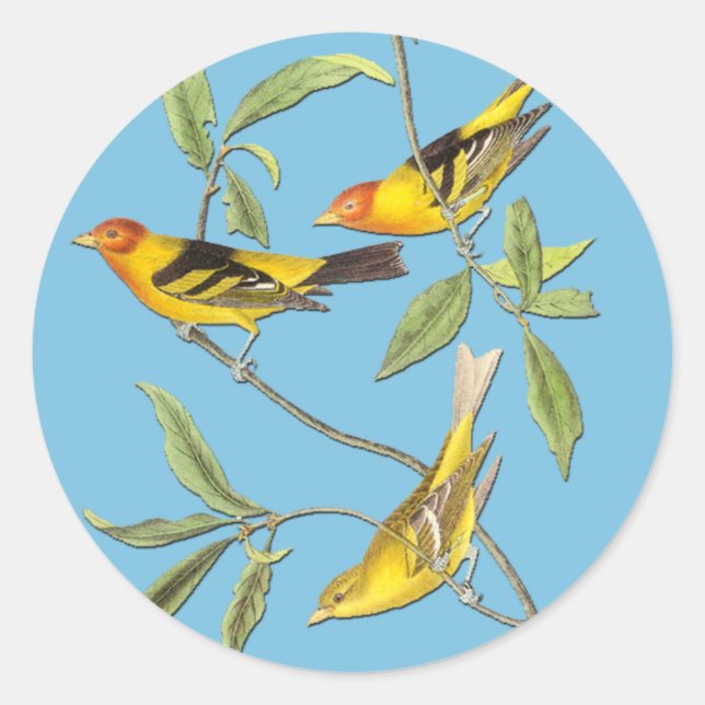 Audubon Western Tanager Bird Art Stickers (Front)