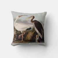 Audubon White Ibis Bird Wildlife