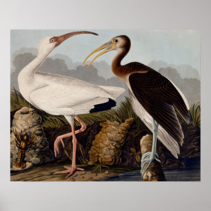 Audubon White Ibis Bird Wildlife Poster