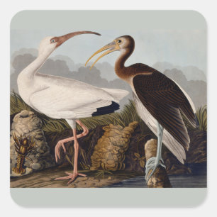 Audubon White Ibis Bird Wildlife Square Sticker