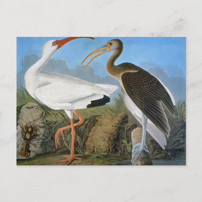Audubon: White Ibis Postcard (Front)