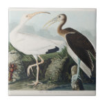 Audubon White lbis Bird Wildlife Painting Tile<br><div class="desc">Audubon Birds - White Ibis This exquisite antique print features the White Ibis, a stunning bird native to North America. On the left, an adult ibis stands gracefully, while on the right, a young ibis is depicted in its natural environment. The two birds are beautifully rendered in the classic style...</div>