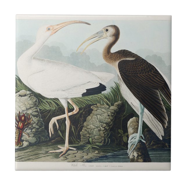 Audubon White lbis Bird Wildlife Painting Tile (Front)