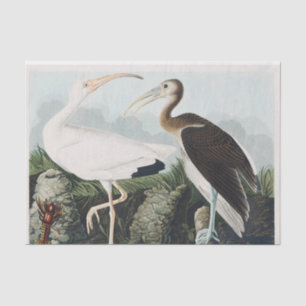 Audubon White lbis Bird Wildlife Painting Tissue Paper