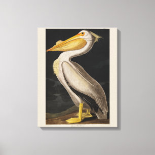 Audubon White Pelican Bird America Canvas Print