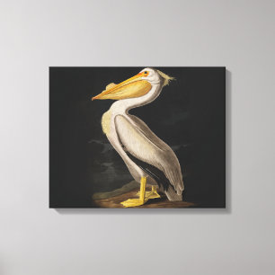 Audubon White Pelican Bird America Canvas Print