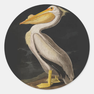 Audubon White Pelican Bird America Classic Round Sticker