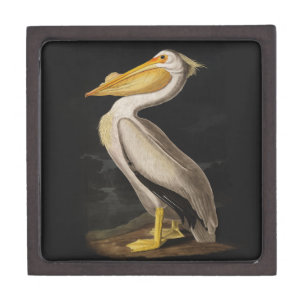 Audubon White Pelican Bird America Gift Box