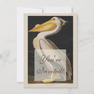 Audubon White Pelican Bird America Invitation