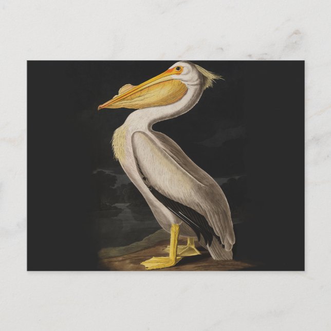 Audubon White Pelican Bird America Postcard (Front)