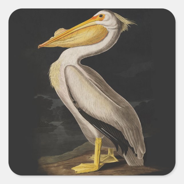 Audubon White Pelican Bird America Square Sticker (Front)