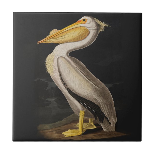 Audubon White Pelican Bird America Tile (Front)