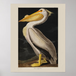 Audubon White Pelican Bird Vintage Print