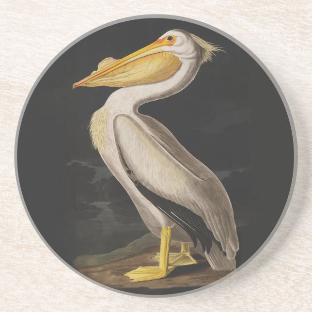 Audubon White Pelican Bird Vintage Print Coaster (Front)