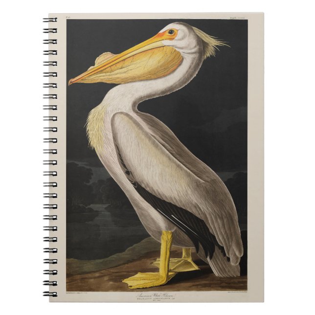 Audubon White Pelican Bird Vintage Print Notebook (Front)