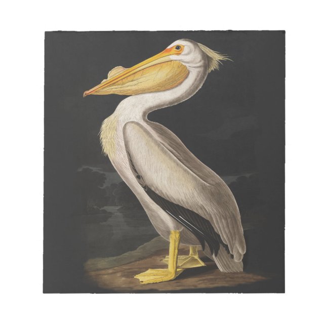 Audubon White Pelican Bird Vintage Print Notepad (Front)
