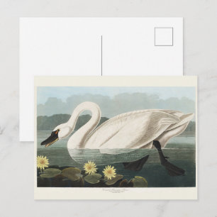 Audubon White Swan Waterfowl Painting Postcard