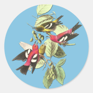 Audubon White-Winged Crossbill Bird Art Stickers