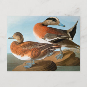 Audubon: Wigeon Postcard