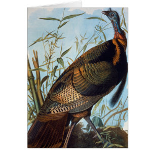 Audubon: Wild Turkey