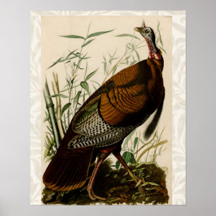 Audubon Wild Turkey Birds of America Poster