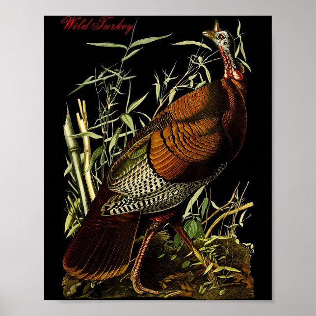 Audubon Wild Turkey North American Birds Education Poster (Front)