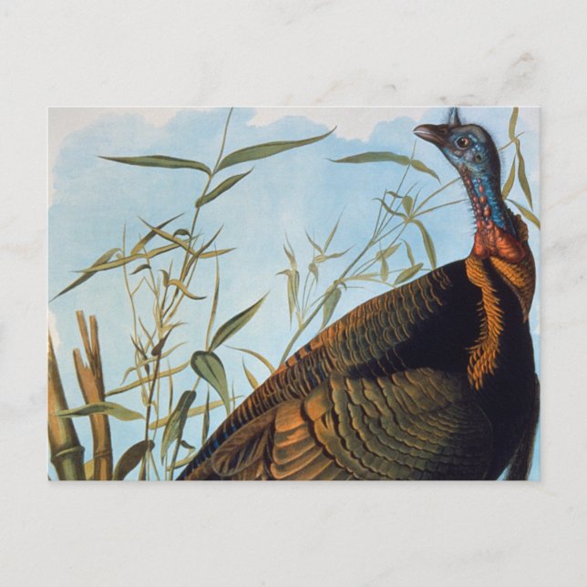 Audubon: Wild Turkey Postcard (Front)