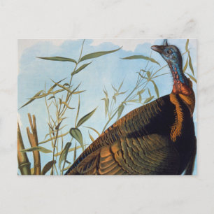 Audubon: Wild Turkey Postcard