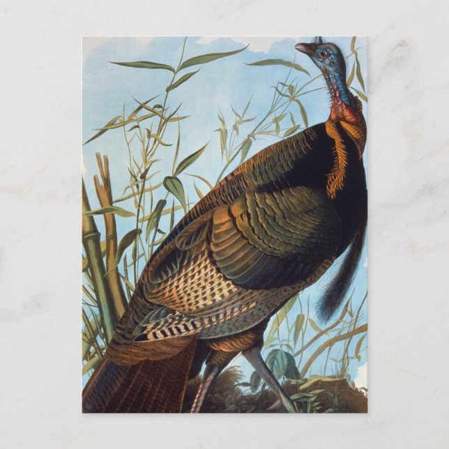 Audubon: Wild Turkey Postcard (Front)