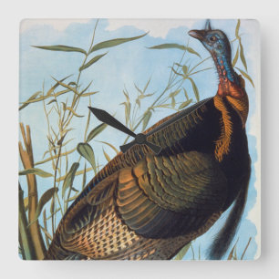 Audubon: Wild Turkey Square Wall Clock