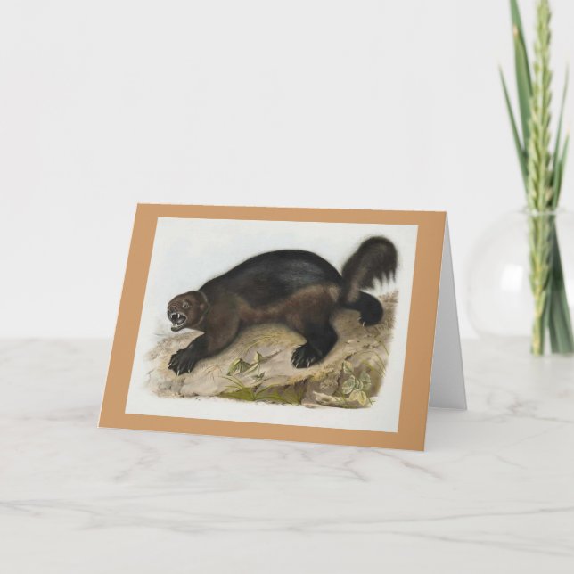 Audubon - Wolverine Card (Front)