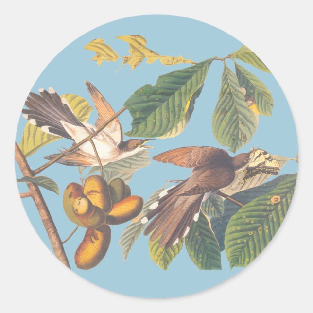 Audubon Yellow Billed Cuckoo Classic Round Sticker (Front)