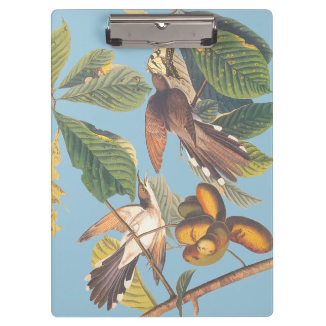 Audubon Yellow Billed Cuckoo Clipboard (Front)
