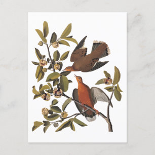Audubon Zenaida Dove with Flowers Postcard