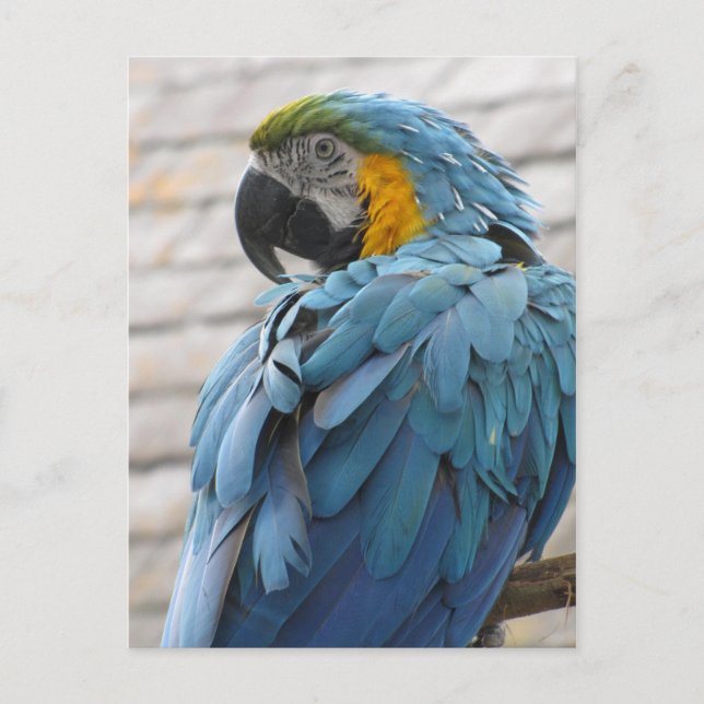 Audubon Zoo Postcard (Front)