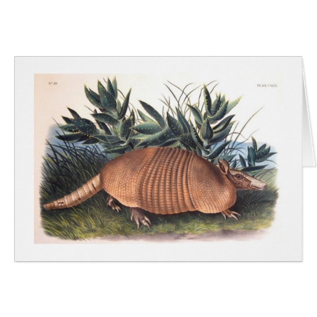 Audubon's Armadillo (Front Horizontal)