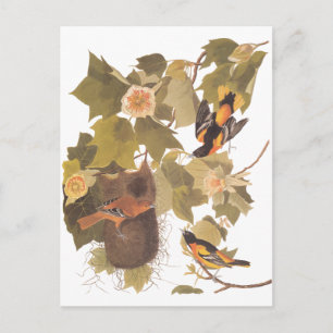 Audubon's Baltimore Oriole Birds in Poplar Tree Postcard