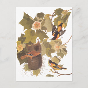 Audubon's Baltimore Oriole Birds in Poplar Tree Postcard