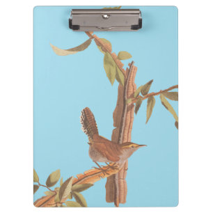 Audubon's Bewick's Long Tailed Wren Song Bird Clipboard