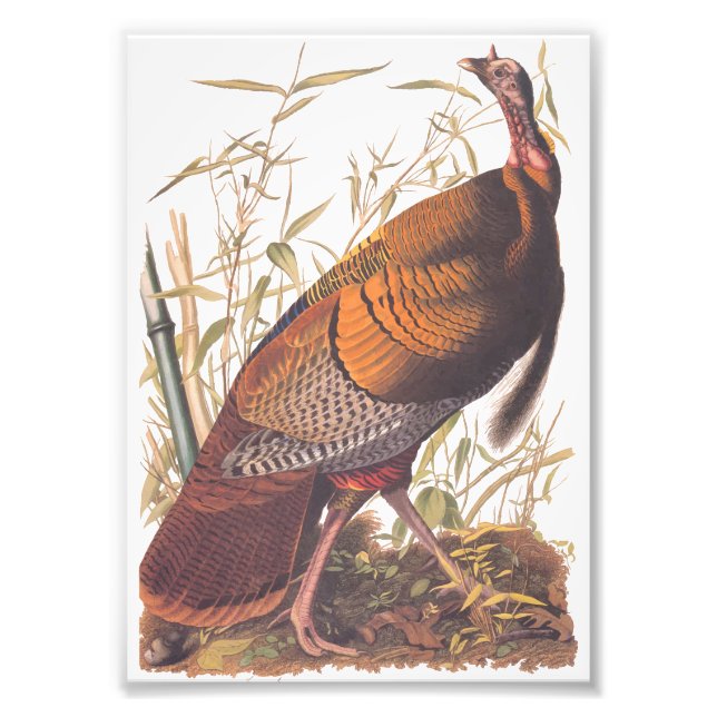 Audubon's Birds of America Wild Turkey Autumn Bird Photo Print (Front)