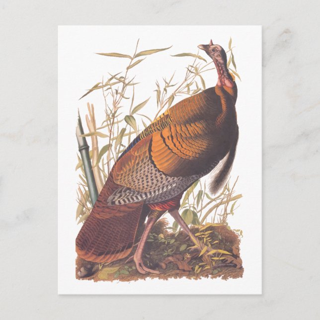 Audubon's Birds of America Wild Turkey Autumn Bird Postcard (Front)